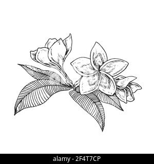 Fleurs et feuilles de Plumeria.Dessin d'une boisée noire et blanche en forme de boisée Banque D'Images