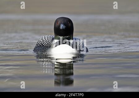 La Great Northern Diver Gavia immer Islande BI025948 Banque D'Images