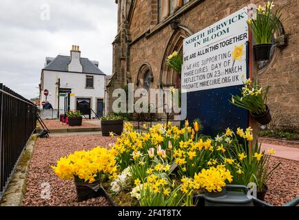 North Berwick, East Lothian, Écosse, Royaume-Uni, 23 mars 2021. Anniversaire de l'enfermement. Lors d'une journée sombre, qui reflète peut-être l'humeur de la nation un an au jour de l'imposition du premier enfermement, il y a une atmosphère sombre et calme dans la station balnéaire normalement animée. Photo : exposition de jonquilles printanières à l'extérieur de l'église de l'abbaye dans le cadre de la journée de réflexion de Marie Curie pendant la pandémie du coronavirus Covid-19 Banque D'Images