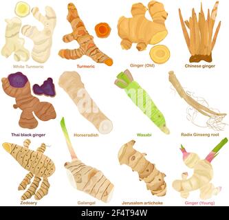 Vecteur de rhizome aromatique culinaire, racine. Différents Turmeric, Ginger, Galangal, Ginseng, Wasabi, Raifort. Des ingrédients sains. Décor coloré Illustration de Vecteur