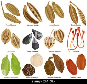 Vecteur de l'herbe culinaire aromatique. Différentes épices de graines - fenouil, caraway, anis, cumin, Dill, Carvi noir, cumin, Ajwain, ajowan, Saffron, Cardamome Illustration de Vecteur