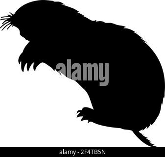 Silhouette de Zokor. Lignes lisses et propres. Silhouette de mole-rat Zokor très détaillée. Illustration vectorielle. Illustration de Vecteur