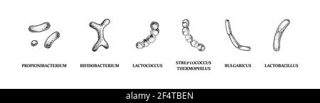 Ensemble de bactéries probiotiques dessinées à la main : lactococcus, lactobacillus, bulgaricus, bifidobacterium, propionibacterium, streptococcus. Illustration vectorielle Illustration de Vecteur