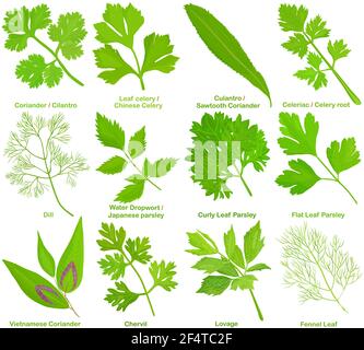 Vecteur de l'herbe culinaire aromatique, feuilles. Coriandre Cilantro céleri Culantro Celeriac persil de l'aneth Chervil amour feuille de fenouil. Des ingrédients sains. Co Illustration de Vecteur