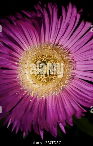 Macro d'un joli gerbera violet et jaune, genre de plantes ornementales de la famille des Asteraceae sur fond sombre et profond Banque D'Images