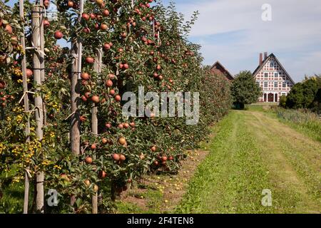 Géographie / voyage, Allemagne, Basse-Saxe, ancienne terre, plantation de pommes, Fruit espalier, à colombages h, droits-supplémentaires-autorisation-Info-non-disponible Banque D'Images