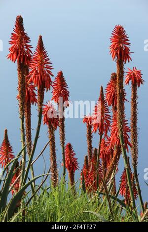 Aloe transvaalensis plante avec des fleurs rouges vives qui poussent sur le Côte de l'île de Madère dans l'océan Atlantique Banque D'Images