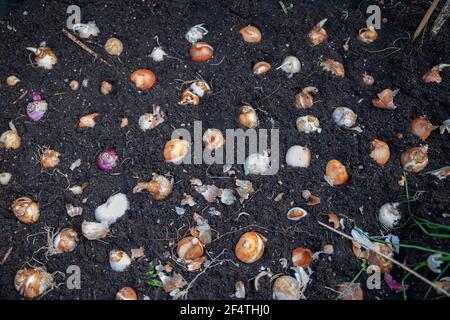 plantation de bulbes de fleurs dans le jardin Banque D'Images