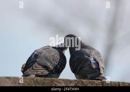 Pigeon, ornithurae, av., animal, chordata, couple, conjugal, phylum, (oiseaux), classe, clade Banque D'Images