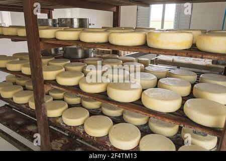 São Roque de Minas - MG, Brésil - 12 décembre 2020 : stockage du fromage dans le processus de mûrissement à Roça Da Cidade, fabrication artisanale de fromage, Serra da Canas Banque D'Images