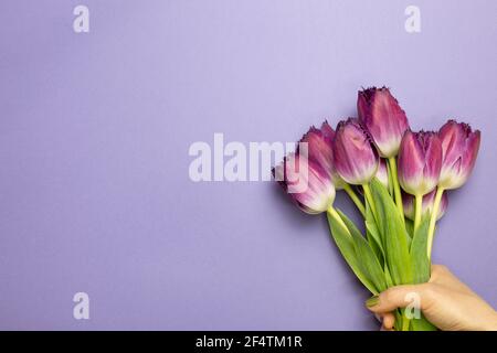 Main tenant des fleurs de tulipe violette sur fond violet. flat lay, vue de dessus, espace de copie Banque D'Images