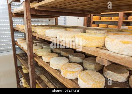 São Roque de Minas - MG, Brésil - 12 décembre 2020 : stockage du fromage dans le processus de mûrissement à Roça Da Cidade, fabrication artisanale de fromage, Serra da Canas Banque D'Images