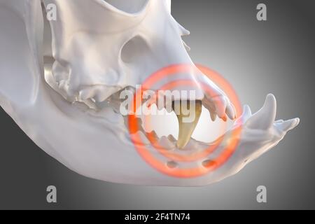 Crâne et mâchoire de chien. Dent avec plaque visible, tartre et calcul, illustration 3d Banque D'Images