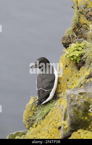 Razorbill - sur les falaises de reproduction Alca torda Látrabjarg, Islande BI026436 Banque D'Images