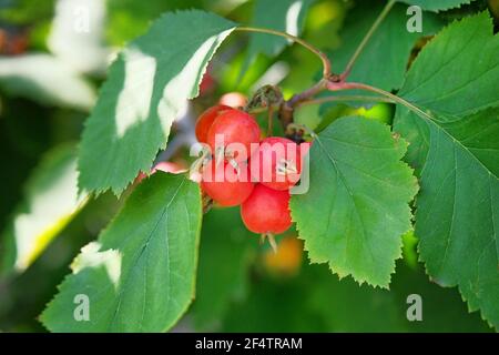 Beaucoup de petites pommes paradis rouges accrochées sur un arbre dans le jardin. Concept de l'agriculture fruitière. Banque D'Images