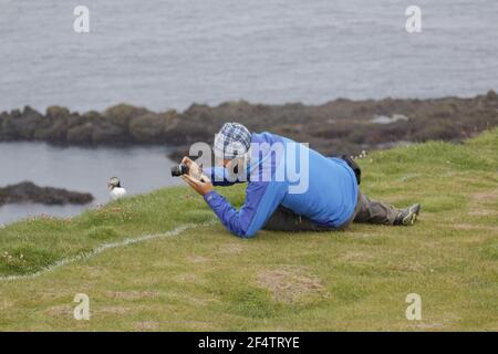 Atlantic Puffin - avec photographerFratercula arctica Latrabjarg, Islande BI026519 Banque D'Images