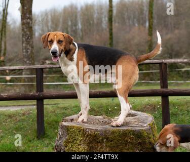 Vieux Foxhound Anglais Banque D'Images