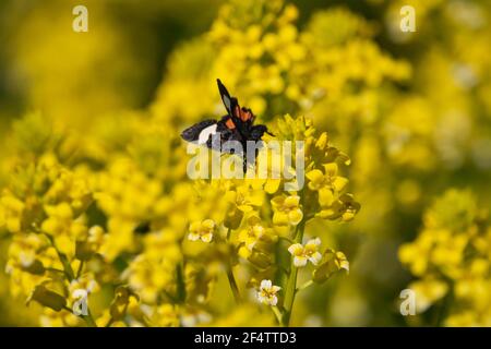 Grapevine Eppimenis Moth sur les fleurs d'hiver Banque D'Images