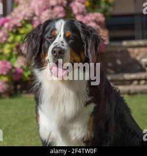 adulte Banque D'Images