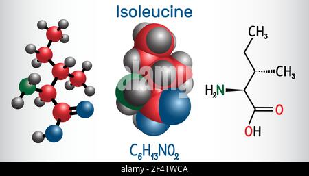 Isoleucine (L- isoleucine , Ile, I) molécule d'acide aminé. Il est utilisé dans la biosynthèse des protéines. Formule chimique structurelle et modèle moléculaire. V Illustration de Vecteur