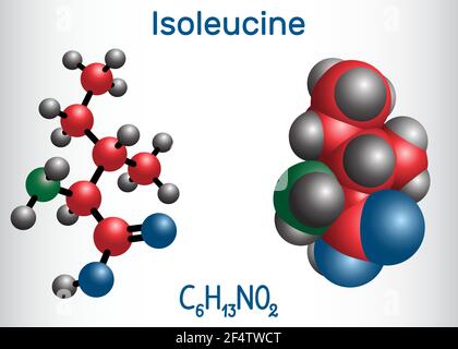 Isoleucine (L- isoleucine , Ile, I) molécule d'acide aminé. Il est utilisé dans la biosynthèse des protéines. Modèle de molécule. Illustration vectorielle Illustration de Vecteur