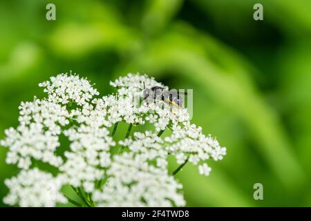 Soldat Fly sur le sol Elder fleurs Banque D'Images