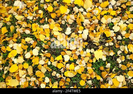 Feuilles d'automne jaunes sur herbe verte, fond. L'image des feuilles d'automne est idéale pour une utilisation saisonnière. Banque D'Images