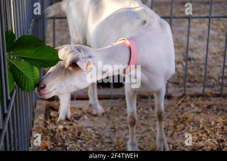 La jeune chèvre blanche dans le col rose mange la feuille verte dans la stalle de la ferme. Alimentation dans une ferme animale. Banque D'Images