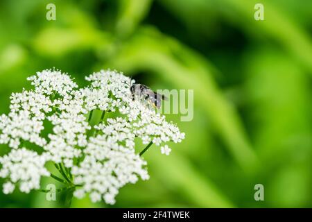 Soldat Fly sur le sol Elder fleurs Banque D'Images