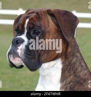 Chien Boxer Banque D'Images