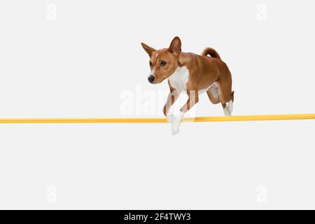 Mignon chiot de chien Basenji posant isolé sur fond blanc Banque D'Images