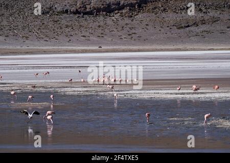 Flamants andins, Phoenicarrus andinus, dans l'un des lagons le long de la route des lagoonas dans les hautes terres de l'altiplano en Bolivie, montagnes des andes Banque D'Images