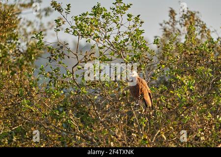 Busarellus nigricollis est une espèce d'oiseau de proie de la famille des Accipitridae dans un arbre le long de la Transpantaneira dans le wetlan Banque D'Images