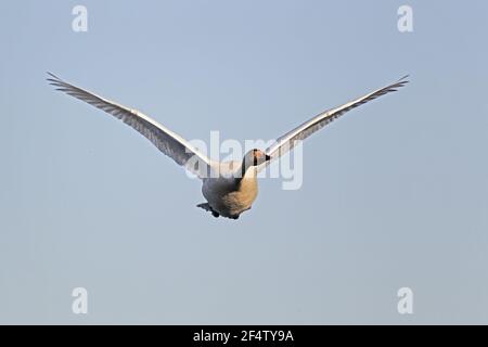 Whooper Swan - en FlightCygnus cygnus Islande BI026568 Banque D'Images