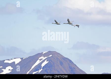 Whooper Swan - en vol au-dessus de la montagne Cygnus cygnus Islande BI026569 Banque D'Images