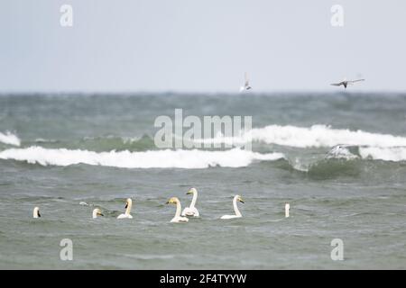 Whooper Swan - à seaCygnus cygnus Islande BI026570 Banque D'Images