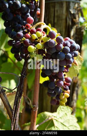 Un bouquet de raisins prêts à la récolte pour faire du vin dans un vignoble. Banque D'Images