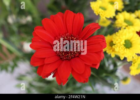 Bouquet de gerberas et autres fleurs. Banque D'Images