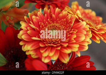Bouquet de gerberas et autres fleurs. Banque D'Images