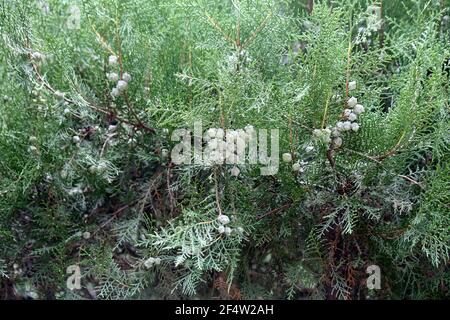 Huja orientale (Platycladus orientalis) avec des cônes de graines immatures : (pix SShukla) Banque D'Images