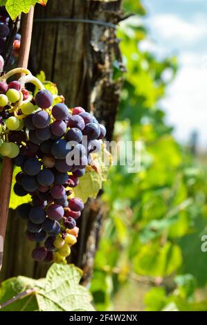 Un bouquet de raisins prêts à la récolte pour faire du vin dans un vignoble. Banque D'Images