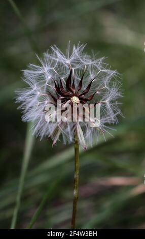 Le pissenlit (Taraxacum officinale). Banque D'Images