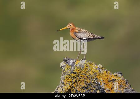 Godwit à queue noire - perché sur la roche volcanique Limosa limosa Islande BI026701 Banque D'Images