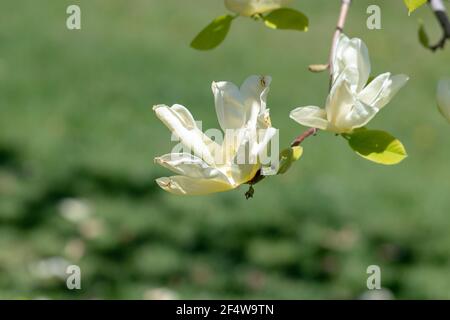 Fleurs jaunes fleuries sur un arbre Elizabeth Magnolia avec un arrière-plan bokeh vert Banque D'Images