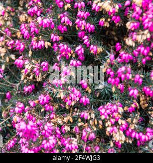 Chiné violet en fleur. Gros plan plein écran Banque D'Images