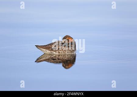 Phalarope à col rouge - somninchez l'homme Phalaropus lobatus Lake Myvatyn, Islande BI026843 Banque D'Images