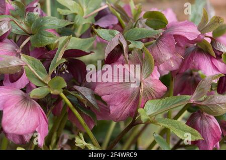 Fleurs hellébore roses Helleborous orientalis, Lenten Rose fleurit au début du printemps Banque D'Images