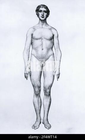 George Stubbs - étude Human Figure Anterior View comparative Anatomical Exposition Banque D'Images