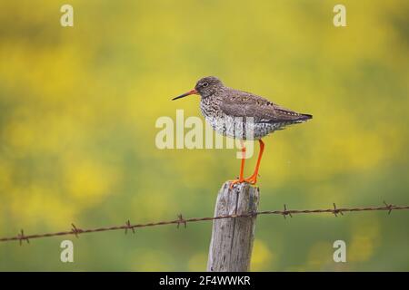 Redshank - en poste avec le pré de coupe de beurre dans le fond de l'arrière-plan Tringa totanus Islande BI026886 Banque D'Images