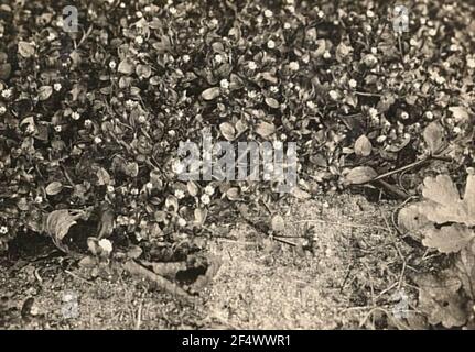 Birdmeer ordinaire (milieux Stellaria) Banque D'Images